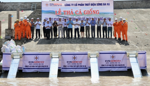 Thủy điện Sông Ba Hạ thả 50.000 con cá giống, tái tạo nguồn lợi thủy sản